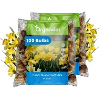 Organifer Narcissenbollen - 50 Bloembollen - Dutch Master - Goudgele Trompetbloemen -