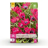 Green Boutiq - 25x Tulipa Little Beauty - Tulipa Little Beauty - Roze - Voorjaarsbloeier - Bolmaat 6/+