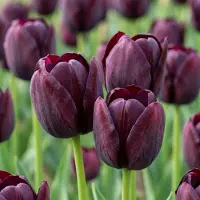 Green Boutiq - 12x Tulipa Triumph Black - Triomftulp - Donker Paars - Voorjaarsbloeier - Bolmaat 11/12