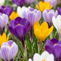 Green Boutiq - 30x Crocus Large Flowering Mix - Grootbloemige krokus mix - Diversen - Voorjaarsbloeier - Bolmaat 7/8