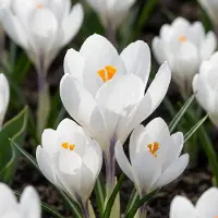 Green Boutiq - 30x Crocus White - Witte krokus - Diversen - Verwilderingsbol - Bolmaat 7/8