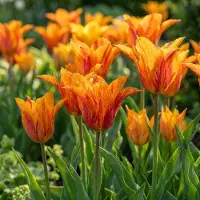 Green Boutiq - 12x Tulipa Vendeeglobe - Tulp Vendeeglobe - Geel - Voorjaarsbloeier - Bolmaat 11/12