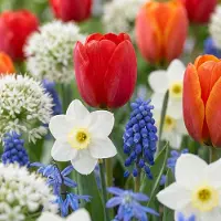 Green Boutiq - 125x Bulbs From Holland - Bollen uit Holland - Diversen - Zomerbloeier - Bolmaat 10/12