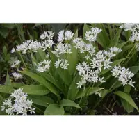 Brandless 50 x bloembol - Allium ursinum - Daslook