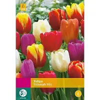 JUB Tulipa Triumph mix bloembollen 25 bollen Tulp