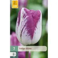 JUB Tulipa Shiun bloembol 7 stuks