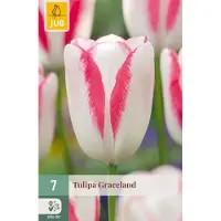 JUB Tulipa Graceland bloembol 7 stuks
