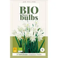 JUB Narcissus triandrus thalia 5st