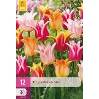 JUB Tulipa Ballade Mix bloembol 12 stuks