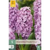 JUB Hyacinthus purple voice 5st
