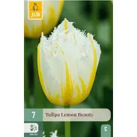 JUB Tulipa lemon beauty 7st