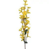 Gasper Forsythia geel grootbloemig 67 cm