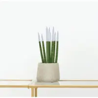Green bubble Sansevieria Cylindrica Velvet Touchz wit - 25cm