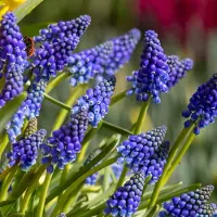 QFB Gardening Blauw druifje armeniacum (muscari) | 150 stuks | Blauw | Muscari bollen