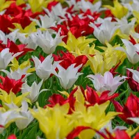 QFB Gardening Bloembollen Mix Tulpen Très Chic Festival | Leliebloemig | Geel | Rood | Wit |