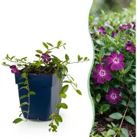 Green Boutiq - Vasteplant - Vinca minor Atropurpurea - Maagdenpalm - Bodembedekkend - Paars - 1 Plant - Pot 11cm - Hoogte 15-25cm