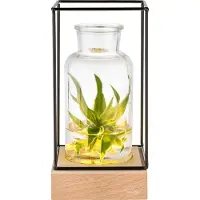GADGY Vaas met LED Verlichting - Vaaslamp - Glazen Vaas met Lamp - Moederdag Cadeautje - Hydroponie - Werkt op Batterijen – Tafellamp - Ø11 cm
