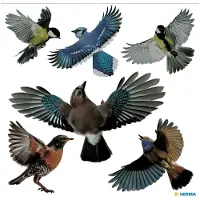 Herma Venster decoratie vogel kleurrijk, 30x30 cm