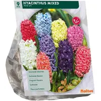 Baltus Hyacinth mix 9 stuks bloembollen