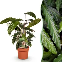 Green Boutiq - Kamerplanten - Calathea Rufibarba - Pauwen plant - Weinig onderhoud - Groen - 1 Plant - Pot 17cm - Hoogte 55-60cm