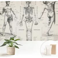 Wallfluent Fotobehang - Zwart Vliesbehang - 152x104 cm - Klassieke Anatomie Fotobehang Vlies - Woonkamer behang Anatomie - Muurschildering - Woonkamer behang