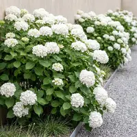 Green Boutiq - Hortensia - Hydrangea macrophylla - Bloem Wit - 1 Plant - Bladverliezend - Weinig Onderhoud - Pot 17cm Hoogte 30cm