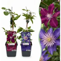 Green Boutiq - 6x Clematis Duo Blue & Red - Bosrank Duo Blauw & Rood - Blauw - Rood - Klimplant - Ø9cm - 35cm