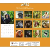 Red Robin Apen Kalender 2027