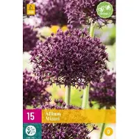JUB Allium Miami , 15 bloembollen