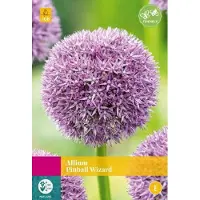 JUB Allium Pinball Wizard , 2 bloembollen