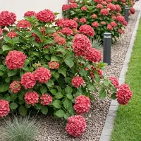 Green Boutiq - Hortensia - Hydrangea macrophylla Red - Bloem Rood - 3 Planten - 1 m2 - Bladverliezend - Weinig Onderhoud - Pot 17cm Hoogte 30cm