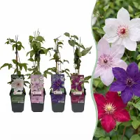 Green Boutiq - 12x Clematis Rainbow - Bosrank - Paars - Rood - Roze - Wit - Klimplant - Ø9cm - 35cm
