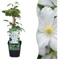 Green Boutiq - 6x Clematis Huldine - Bosrank - Wit - Klimplant - Ø9cm - 35cm