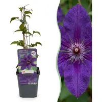 Green Boutiq - 6x Clematis The President - Bosrank - Paars - Klimplant - Ø9cm - 35cm