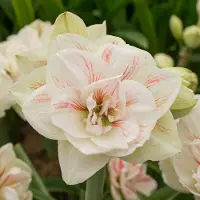 QFB Gardening Amaryllis Nymph | Bolmaat 32/34 | Ridderster | Wit | Geschikt voor Pot