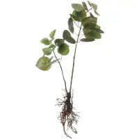 Mica Decorations Kunstplant Groen