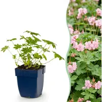 Green Boutiq - Vasteplant - Geranium macr. Ingwersen's Variety - Ooievaarsbek - Bodembedekkend - Licht Roze - 12 Planten - Pot 11cm - Hoogte 15-25cm