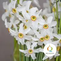 QFB Gardening Narcis Recurvus | 10 stuks | Poeticus | Geel | Wit | Narcissenbollen