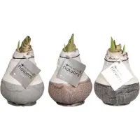 QFB Gardening Wax Amaryllis Collectie Dipz | 3 stuks | Prachtige Wax Amaryllis voor in huis |