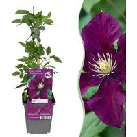Green Boutiq - 6x Clematis Warszawska Nike - Bosrank - Rood - Klimplant - Ø9cm - 35cm
