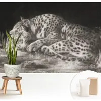 Wallfluent Fotobehang - Zwart-Wit Vliesbehang - 208x146 cm - Luipaard Rustend Muurschildering - Gang behang Dieren - Fotobehang Vlies - Slaapkamer behang