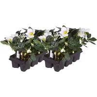 Plants by Frank | Set van 12 kerstroos planten | 12x Helleborus niger 'Christmas Carol' | 7 cm Ø | 15-20 cm | Winterharde kerstroos planten | Tuinplanten | Herfstplanten