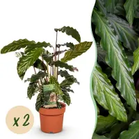Green Boutiq - Kamerplanten - Calathea Rufibarba - Pauwen plant - Weinig onderhoud - Groen - 2 Planten - Pot 17cm - Hoogte 55-60cm