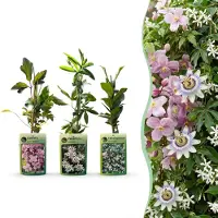 Green Boutiq - 9x Klimplaten Tricolor Colourfull - Driekleurige klimplaat - Licht Roze - Wit - Paars - Klimplant - Ø9cm - 35cm