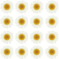 Famanu – Gedroogde geperste bloemen set van 48 madeliefjes, voor DIY projecten en decoratie