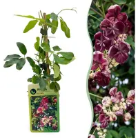 Green Boutiq - Akebia quinata - Vijfbladige akebia - Paars - Rood - Klimplant - Ø9cm - 35cm