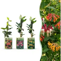 Green Boutiq - 3x Lonicera Tricolour - Driekleurige kamperfoelie - Rood - Paars - Oranje - Geel - Klimplant - Ø9cm - 35cm
