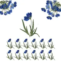 Famanu – Natuurlijke gedroogde bloemen in blauw voor sieraden en kaarten