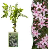 Green Boutiq - Jasminum stephanense - Roze jasmijn - Roze - Klimplant - Ø9cm - 35cm