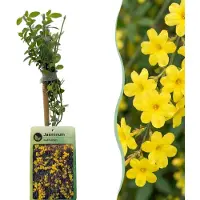 Green Boutiq - 6x Jasminum nudiflorum - Winterjasmijn - Geel - Klimplant - Ø9cm - 35cm